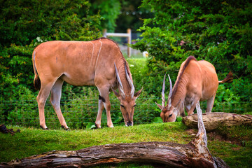 Antelopes Grazing on a Grassy Field