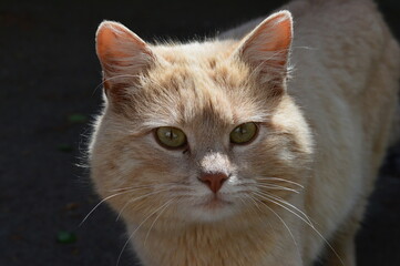 Red cat photo cat photo, macro shot beautiful cat pet