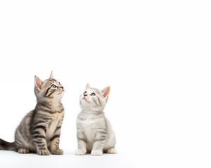 Fototapeta premium Cute kitten background.