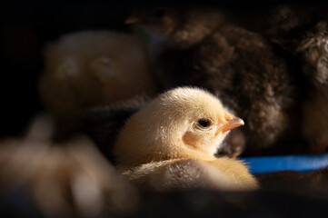 Little chicken  baby  plush yellow fluffy chick sitting in a chicken coop macro shot photo