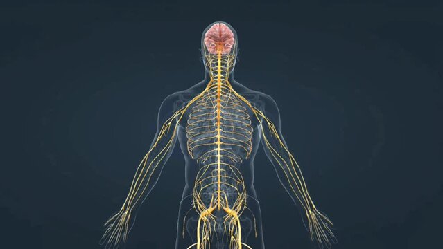 Human nervous system