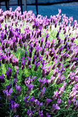 Naklejka premium A closeup of a small field of French Lavender on a sunny day in Northern California. 