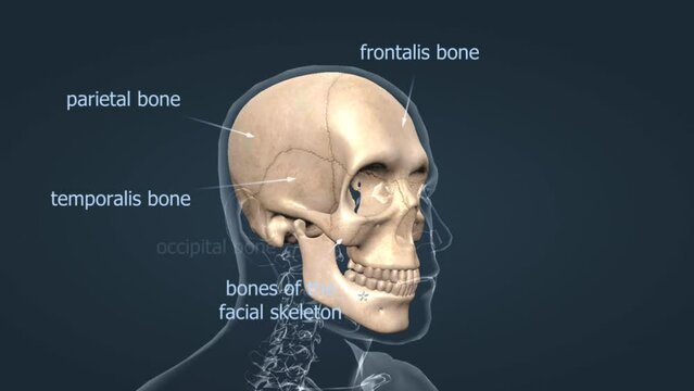 human skull anatomy