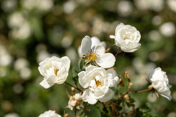 White rosehip flowers in the garden