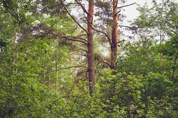 drzewa,niebo © Marcin Łazarczyk