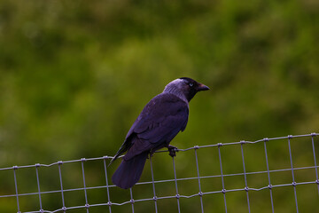 Black bird on wire fence