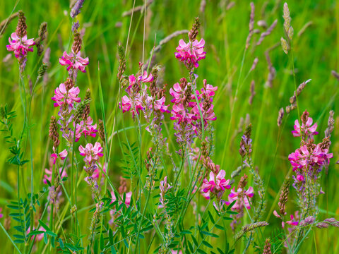 Spring etude, blooming sainfoin in a green meadow