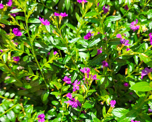 Purple Mexican Heather Plant, Cuphea Hyssopifolia