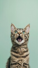 A surprised cat with its mouth open, on light green background.