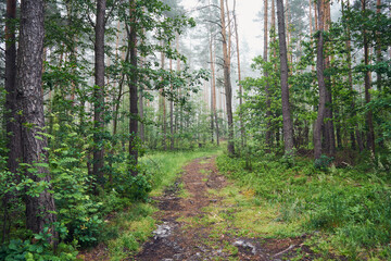 ścieżka,las,mgła  © Marcin Łazarczyk
