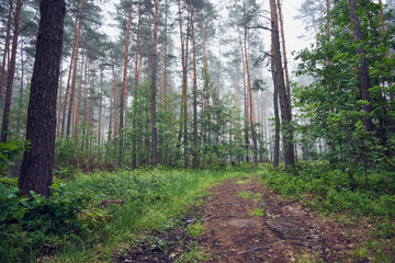 las,mgła,droga  © Marcin Łazarczyk