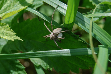 hairy spider with cocoon in green grass in forest clearing