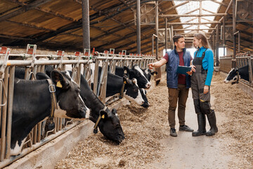 Young vet doctor female worker and man farmer discussing characteristics of holstein cows on modern...
