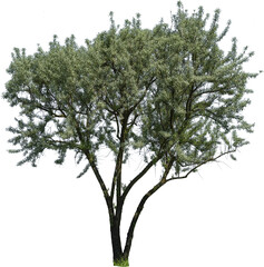 Schöner mehrstämmiger Busch mit Blättern