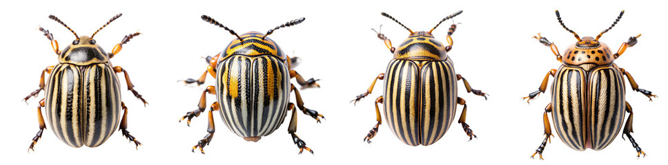 Collection of Zebra Beetle Illustrations with Distinctive Striped Patterns