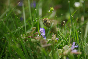 Closeup of a Bee in a Wildflower Meadow