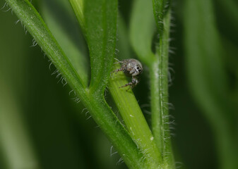 Common Jumping Spider