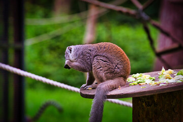Lemur sitting on a platform with food in an outdoor setting