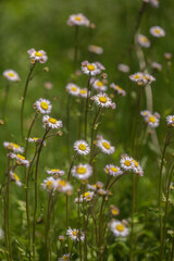 Bee Flying in a Meadow of Wildflowers