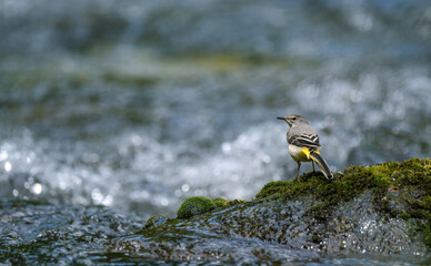 Yellow wagtail on a rock in the mountain river