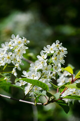 Bird cherry