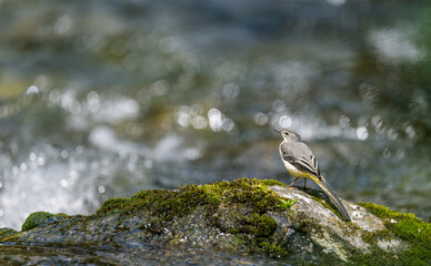 Yellow wagtail on a rock in the mountain river