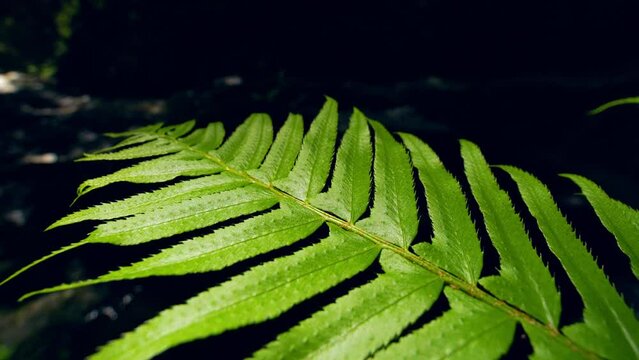 Deer fern (Struthiopteris spicant) waving in the breeze next to a Pacific Northwest creek. 