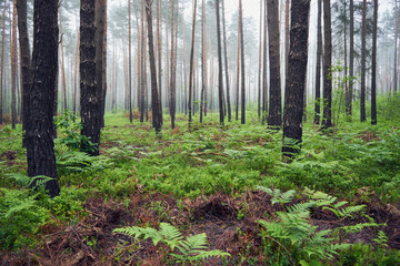 las,drzewa,mgła  © Marcin Łazarczyk