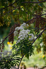 Ashberry