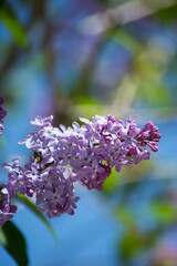 Obraz premium Lilac bush