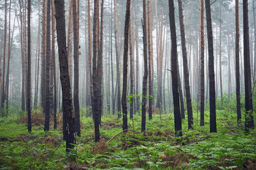 mgła,las,paprocie  © Marcin Łazarczyk