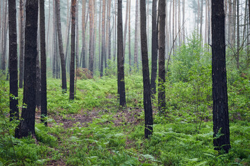 las,zarośla,mgła  © Marcin Łazarczyk