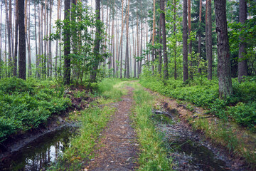 leśna droga,mgła 