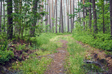 leśna droga,mgła  © Marcin Łazarczyk