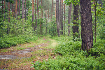 las,mgła,droga  © Marcin Łazarczyk