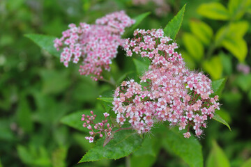 pink flowers on a blurred green grass background