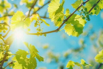Spring Vineyard. Grapevines with Young Leaves under Bright Sunlight in Blue Sky