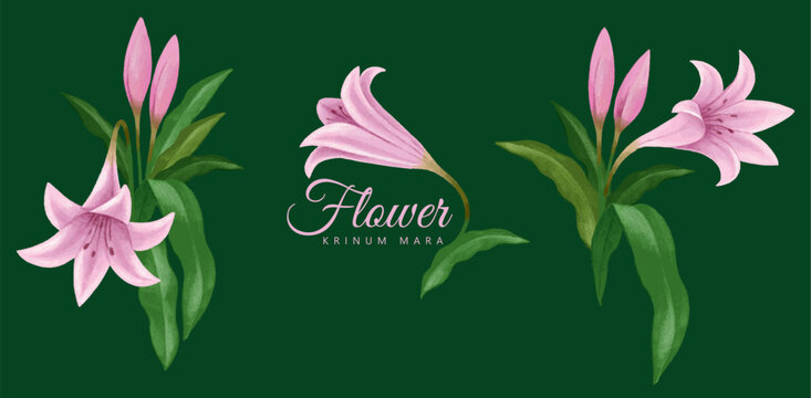 Pink flowers and leaves on a dark green background. Lilies, Crinum Mara. Floral background. Watercolor.