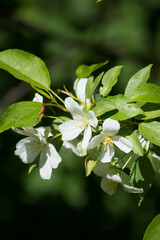 Apple tree