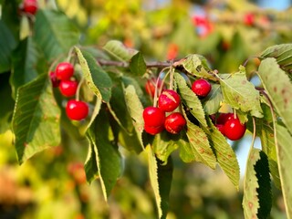 red berries on a branch