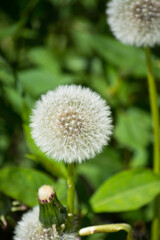 Fluffy dandelion