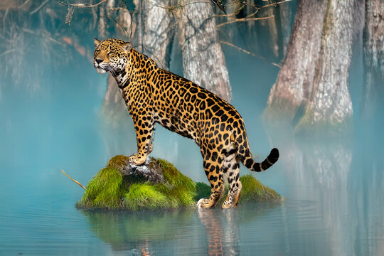 amazon, america, animal, big, big cat, brazil, brazilian, carnivore, cat, close up, closeup, couple, danger, dangerous, endangered, feline, fur, great feline, guatemala, hunter, jaguar, jungle, leopar