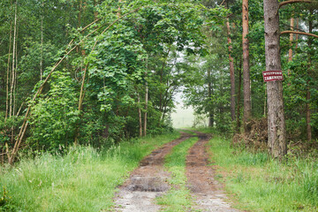 droga,las,mgła  © Marcin Łazarczyk