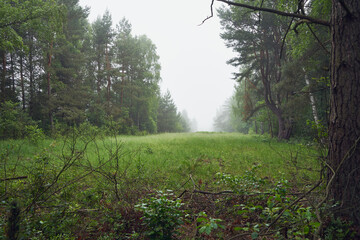 mgła,polana,łąka 