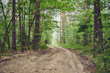 droga,las,mgła  © Marcin Łazarczyk