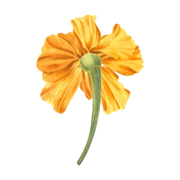 recommend clip art: Marigold, yellow bud with stem, back view. Watercolor illustration. Tagetes plant. Bright flower Sempasuchitl. Inflorescence for background, greeting card, sticker, banner, floral arrangements