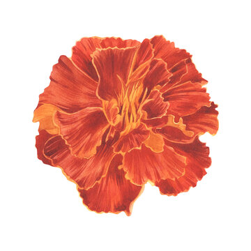 recommend clip art: Marigold, red bud with yellow contrasting outline. Watercolor illustration. Tagetes plant. Bright flower Sempasuchitl. Inflorescence for background, greeting card, sticker, banner. Gardening