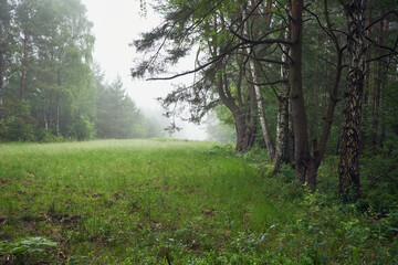 mgła,polana,łąka  © Marcin Łazarczyk