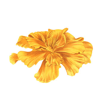 recommend clip art: Marigold, yellow bud. Watercolor illustration. Tagetes plant. Bright flower Sempasuchitl. Inflorescence for background, greeting card, sticker, banner, floral arrangements. Gardening and agriculture