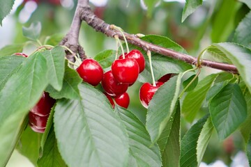Delicious red cherries in the natural cherry tree. Organic farming and healthy and natural food.